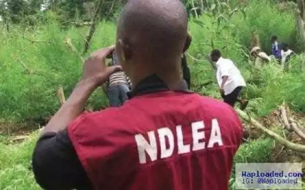 Man caught with 25 liters of ‘soak and die’, 17 others in NDLEA custody